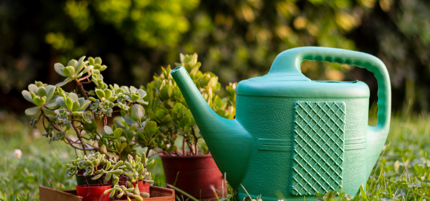 Accesorios y productos para mascotas