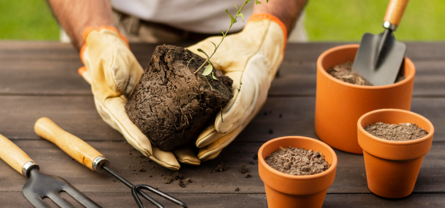 Plantas y árboles de temporada